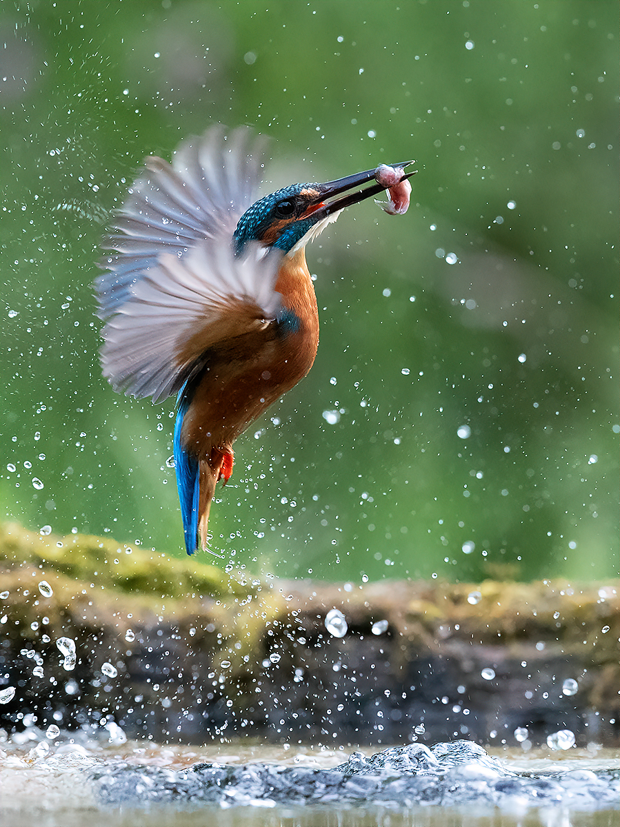 KINGFISHER EMERGING WITH CATCH